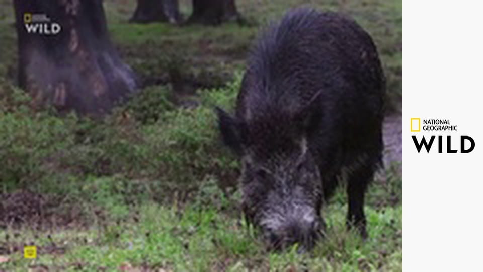 Земля пиренейской рыси S1E1 - Зима