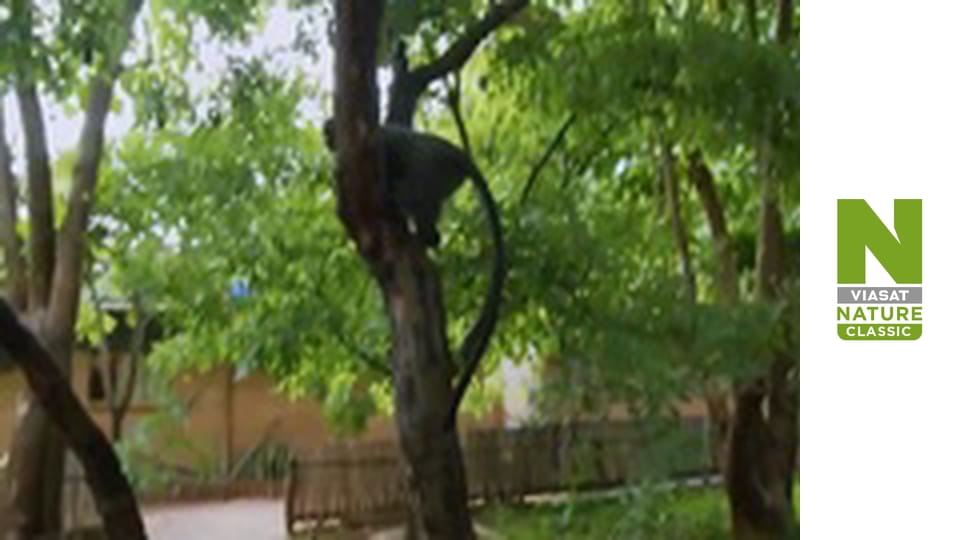 Malawi Wildlife Rescue - Crocodile Capers