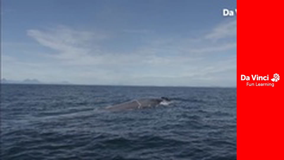 Знать всё - Можем ли мы обойтись без планктона?