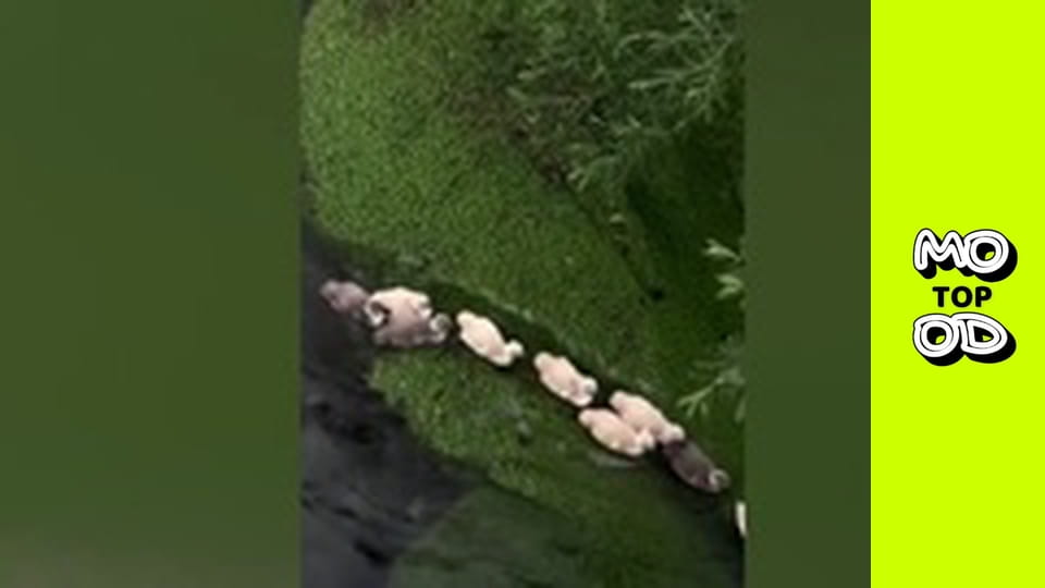 Top Mood, Сезон 2, Випуск 62