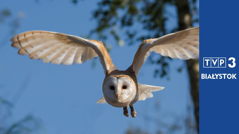 Prywatne życie zwierząt S1E11 - Mówić ludzkim głosem