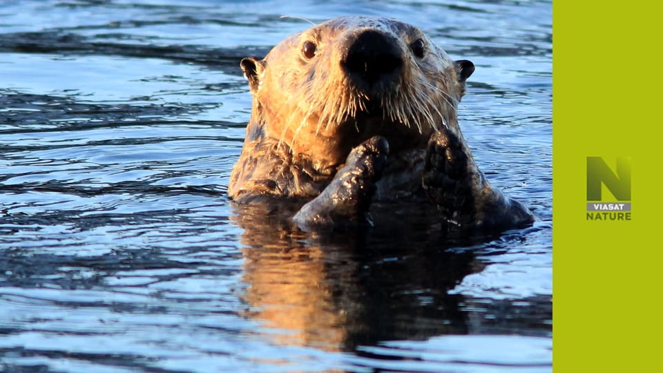 Аляска: рік у дикій природі S1E3 - Літо