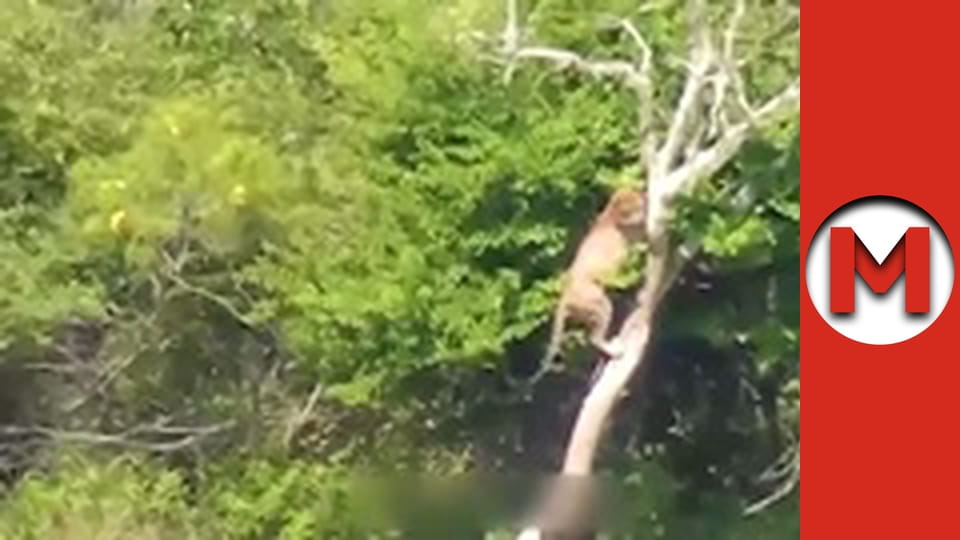 Макс Шоу - сезон 2 - серія 3