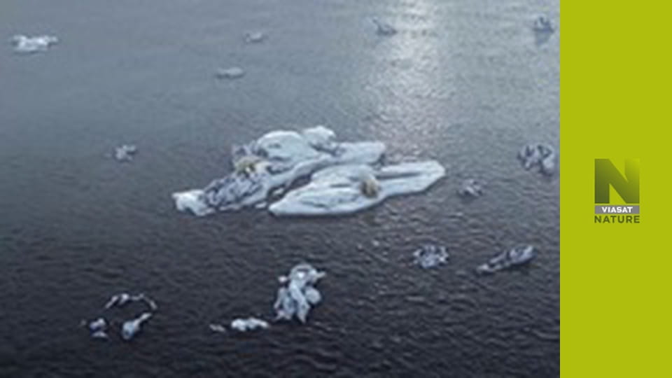 Надзвичайні комахи S1E1 - Найбільші