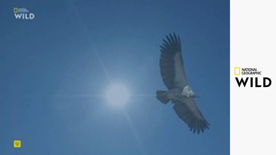 Родословные хищников S1E2 - Львиное наследство