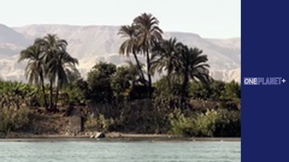 Подорож у Минуле, Випуск 5