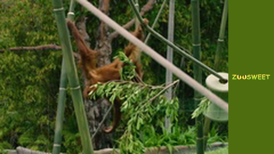 Прогулки по Дикой природе Сан-Диего - серия 22