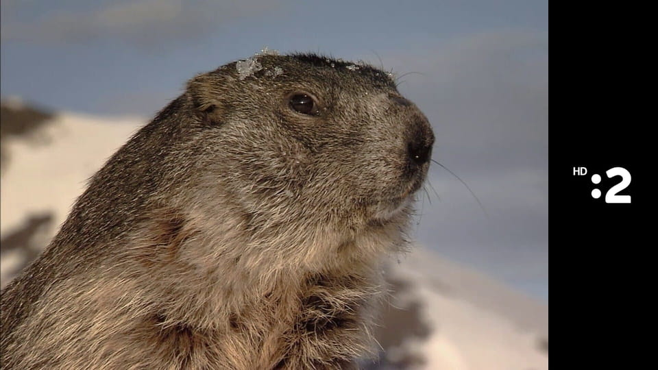 Byť tak zvieratkom E35 - Hyena