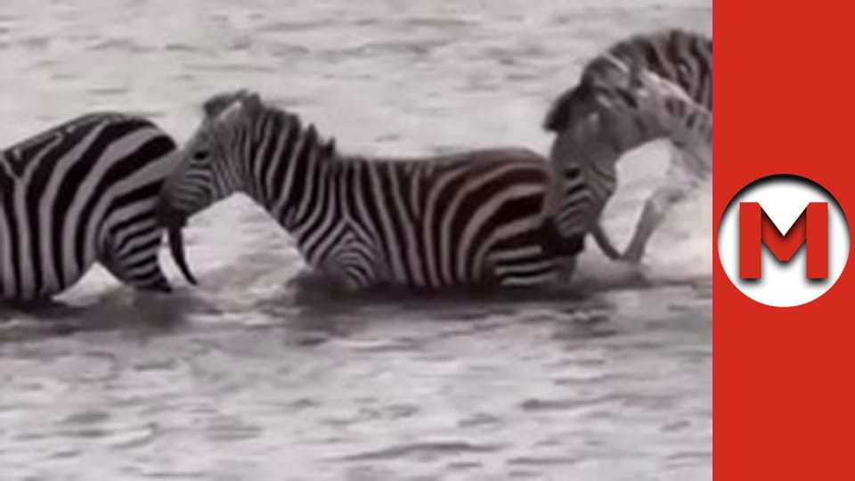 Макс Шоу - сезон 2 - серія 40