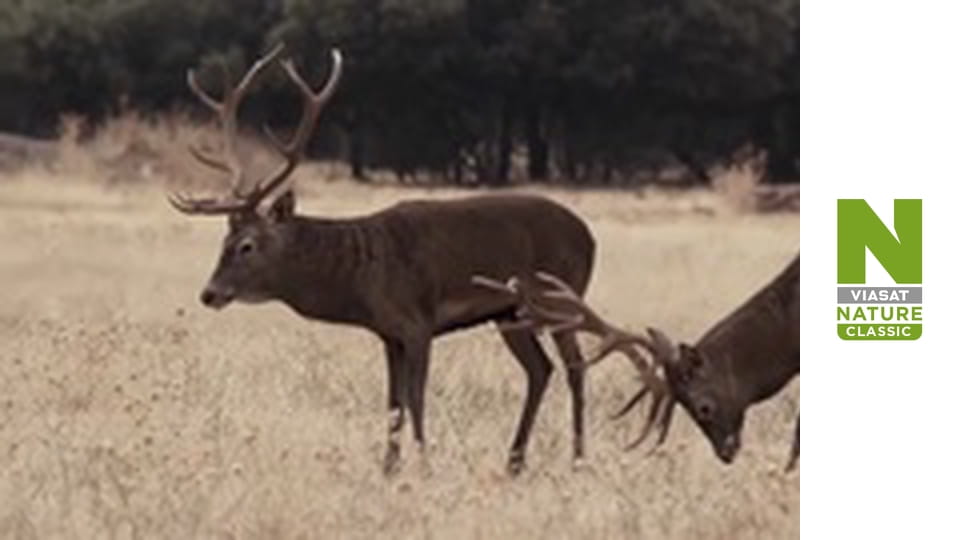 Дикі борці - Боротьба за кохання