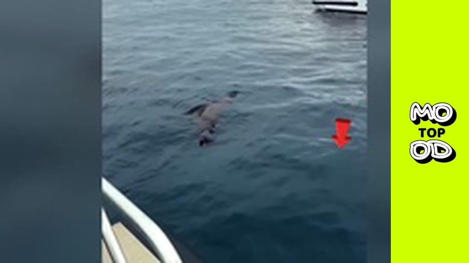 Top Mood, Сезон 2, Выпуск 10