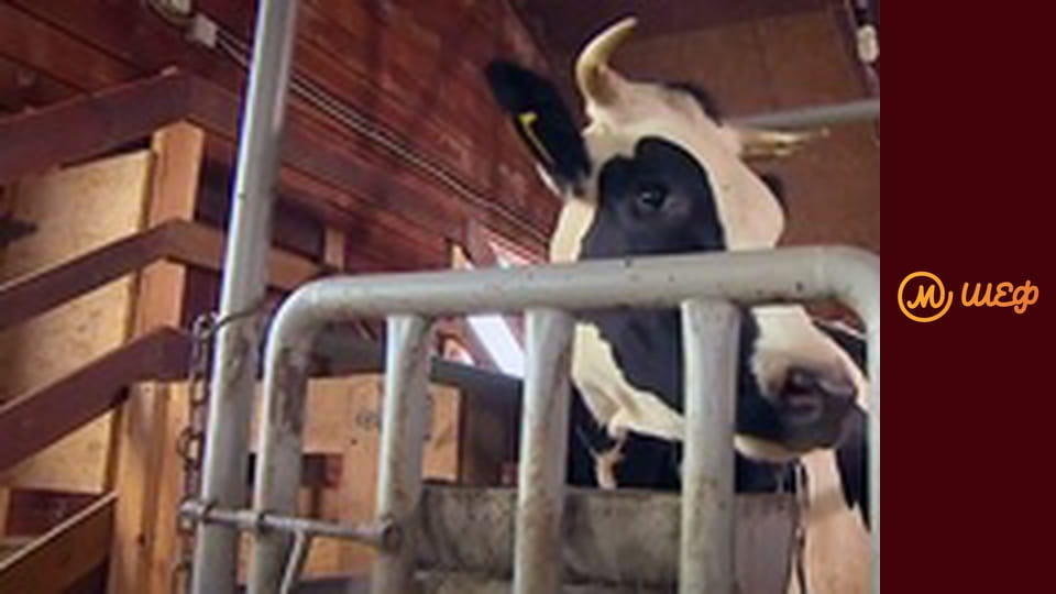 Сезон 7, Выпуск 5, Часть 9