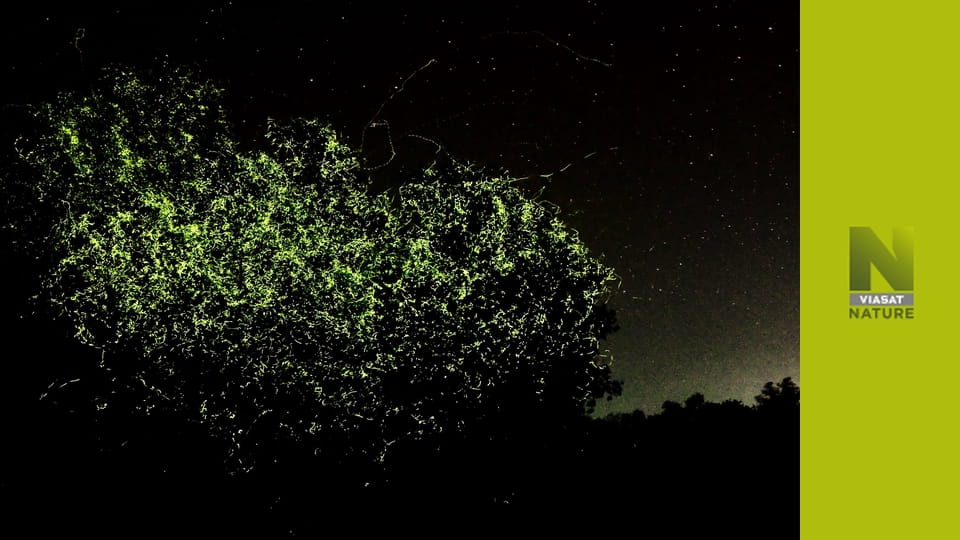 Таємниці зачарованих лісів S1E2 - Сезонні