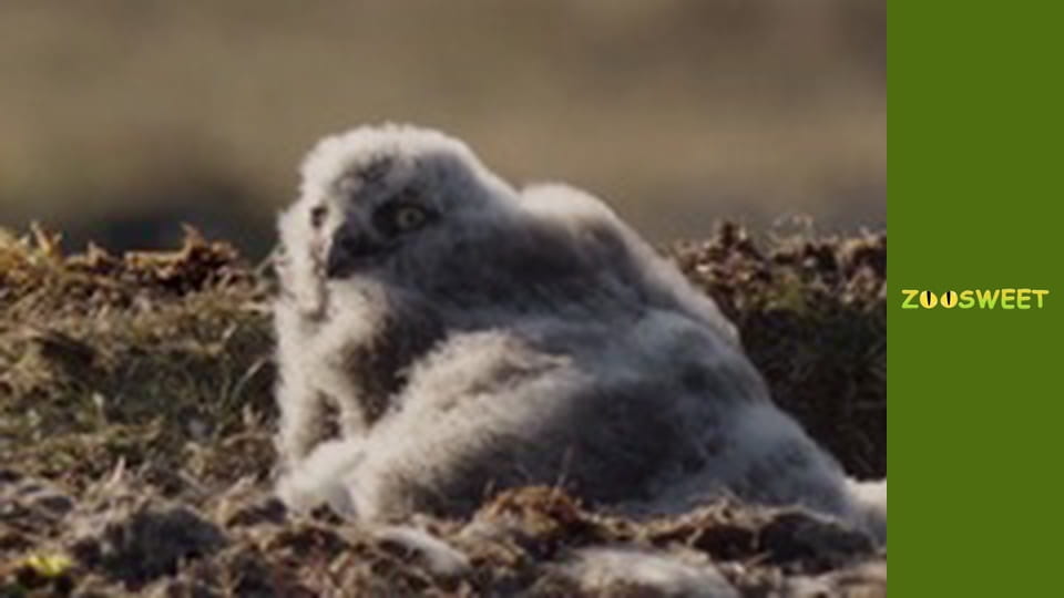 Let's go Wild, Episode 12