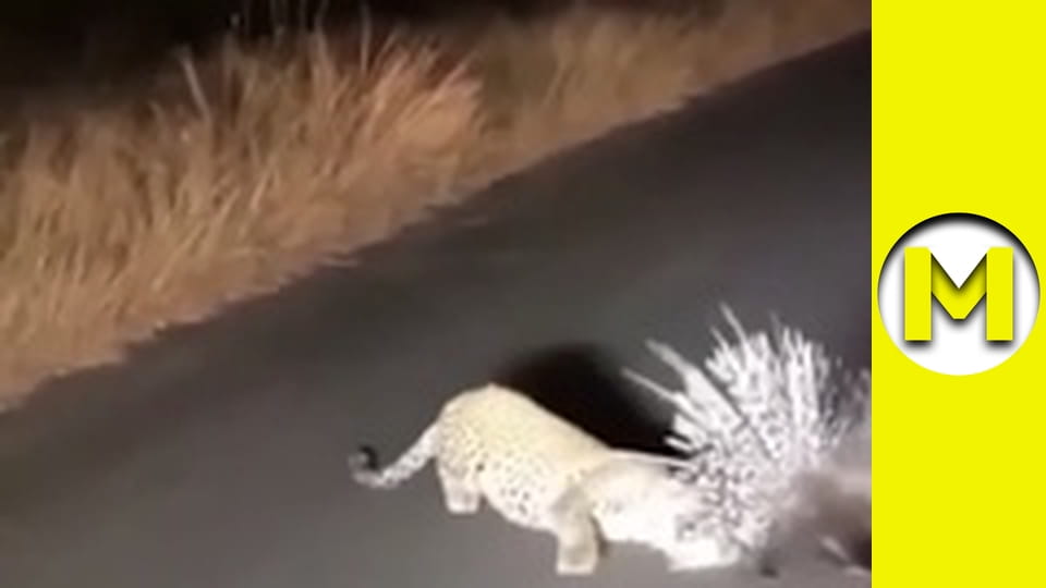 Max TV - сезон 1 - серія 168