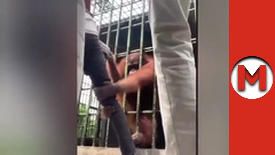 "Макс Шоу" сезон 1 серия 33