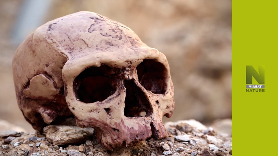 Фатальна планета S1E3 - Велике вмирання