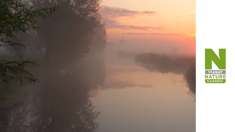 Дикая фауна страны ветряных мельниц