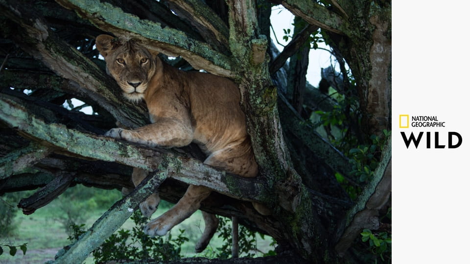 Львы на деревьях