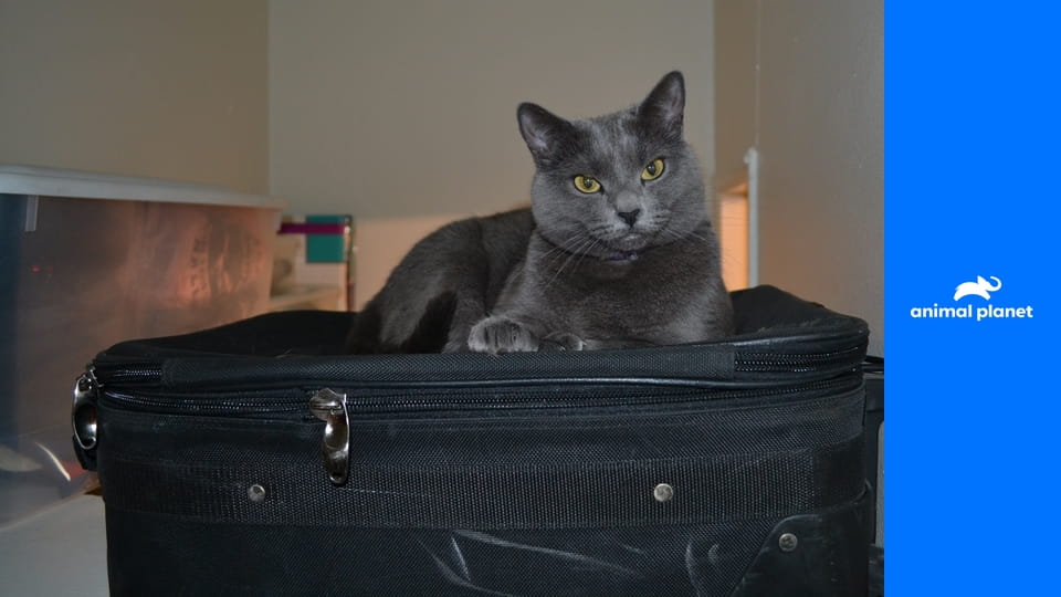 Адская кошка S2E4