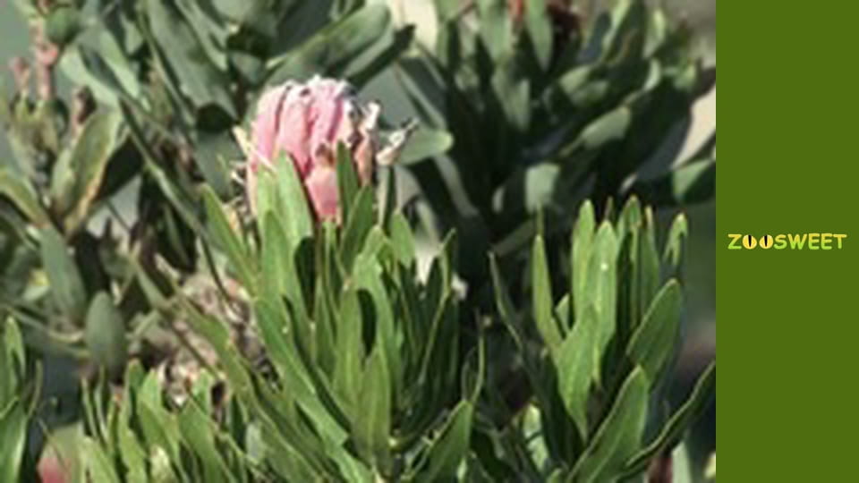 Siaya, Season 1, Episode 10