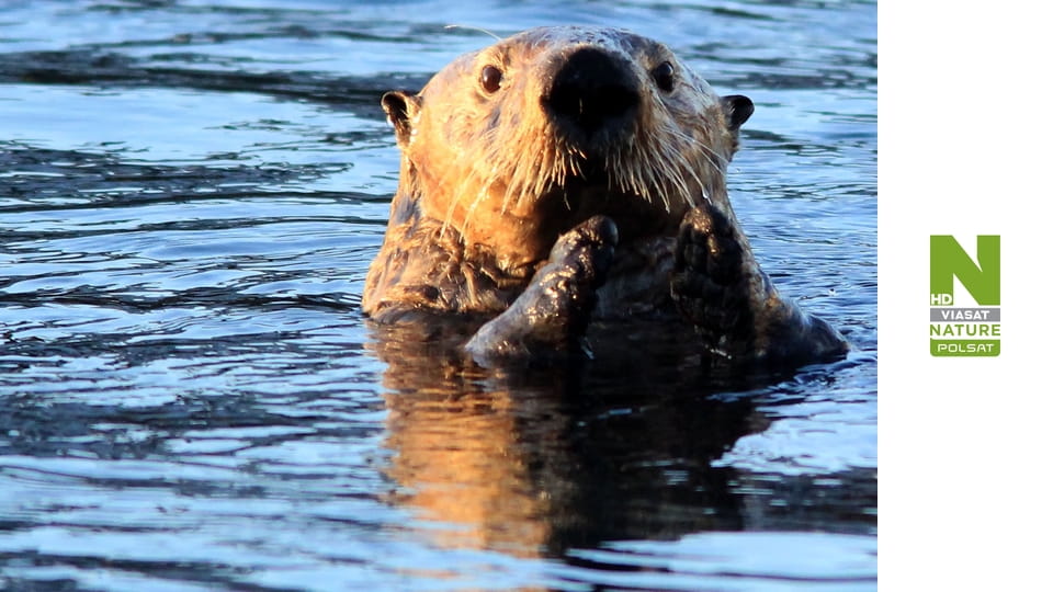 Alaska: cztery pory roku S1E4 - Jesień