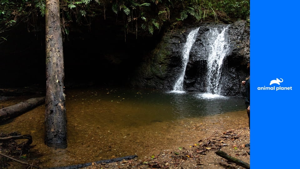 Vymreli či žijú S2E8 - Vlk coloradský