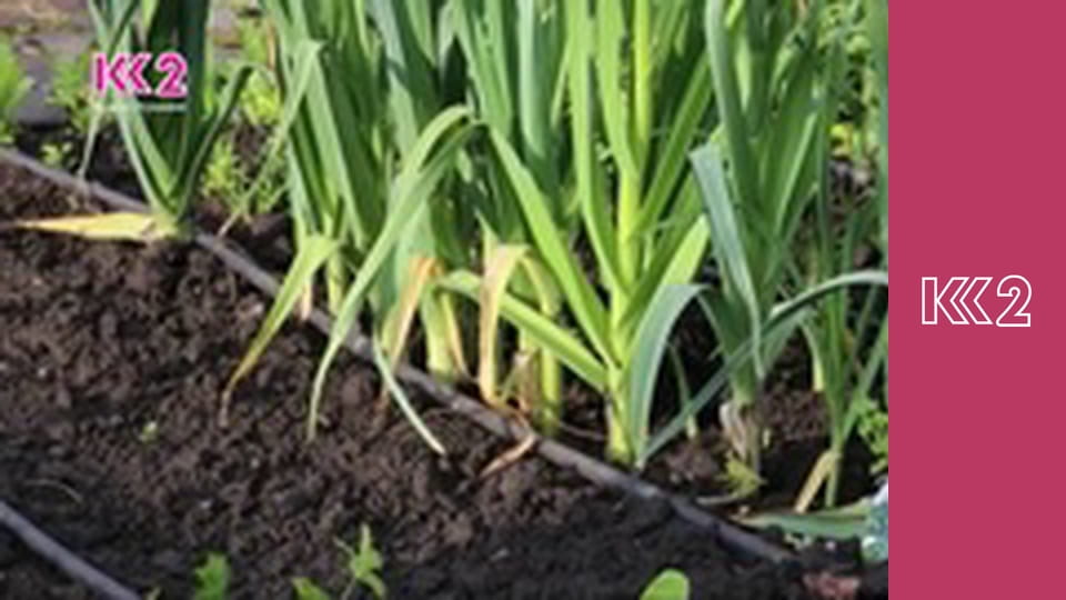 Удачний проект S2E66