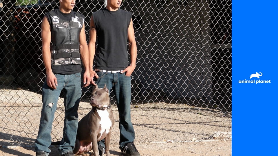 Pitbulli a prepustení trestanci S10E16 - Do každého domova patrí pes