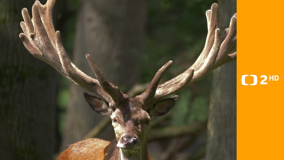 Lesní pohádky bratří Grimmů