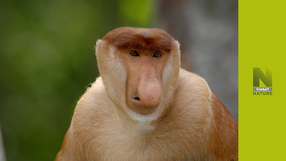 Дивна планета S1E4 - Помічники