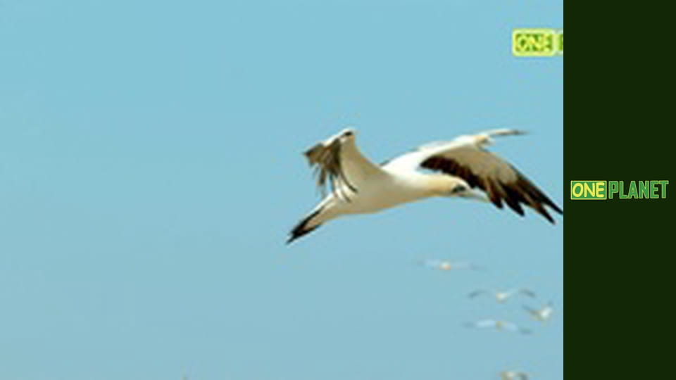 Гениальные морские охотники, 2 эп.