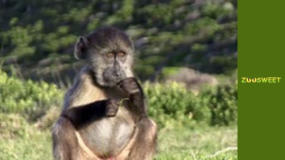 Siaya, Season 1, Episode 9