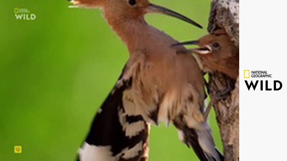 Земля пиренейской рыси S1E2 - Весна