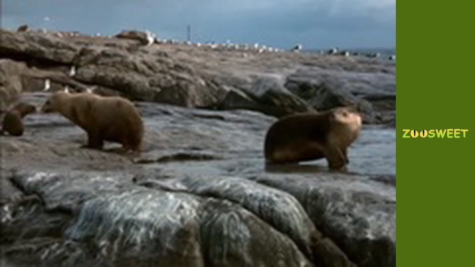 Моі друзі тварини. Малюки - серія 19