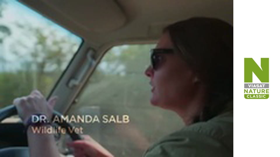 Рятувальники тварин у Малаві - Сезон 2 - Прогулянки з панголіном