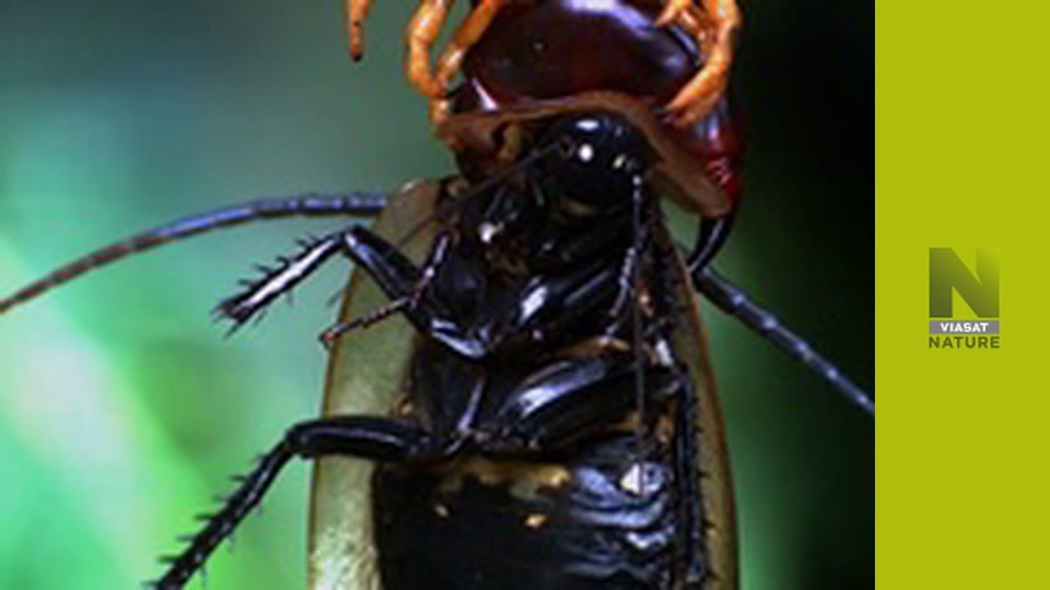 Екстремальний світ S1E3 - Спека