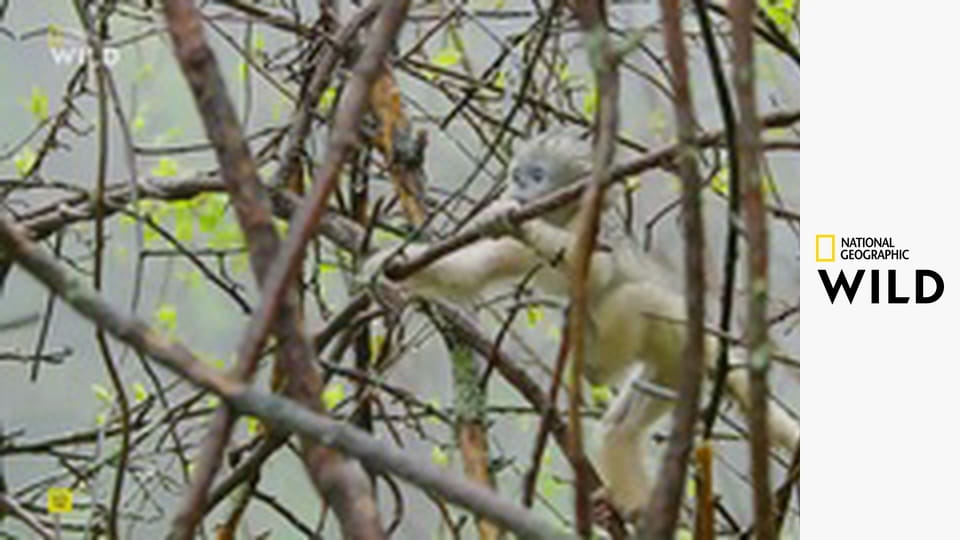 Дикий Вьетнам S1E1