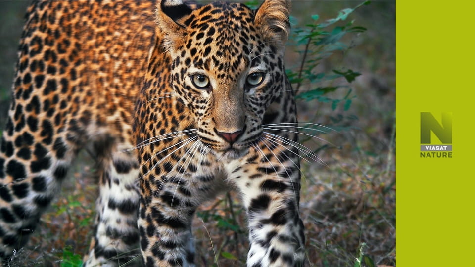 Спадщина тигра S1E4 - Легенди тигрів