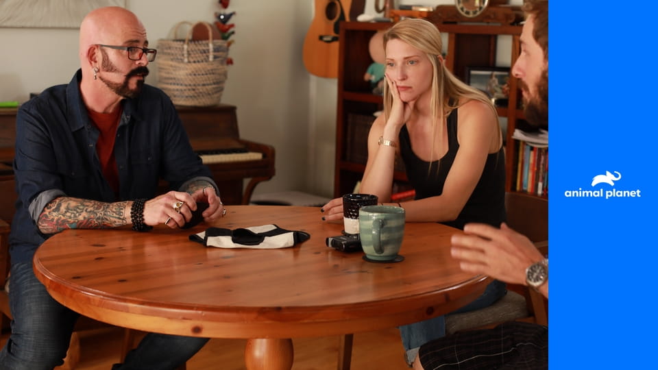 Адская кошка S9E11 - Брошенные кошки Филадельфии