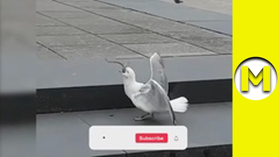 Max TV - сезон 1 - серія 92