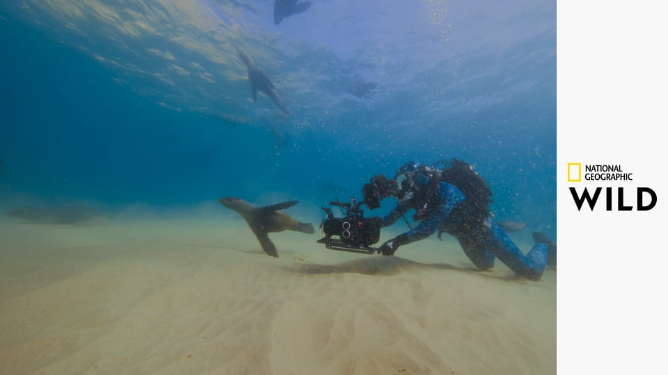 Лицом к лицу с акулами с Берти Грегори