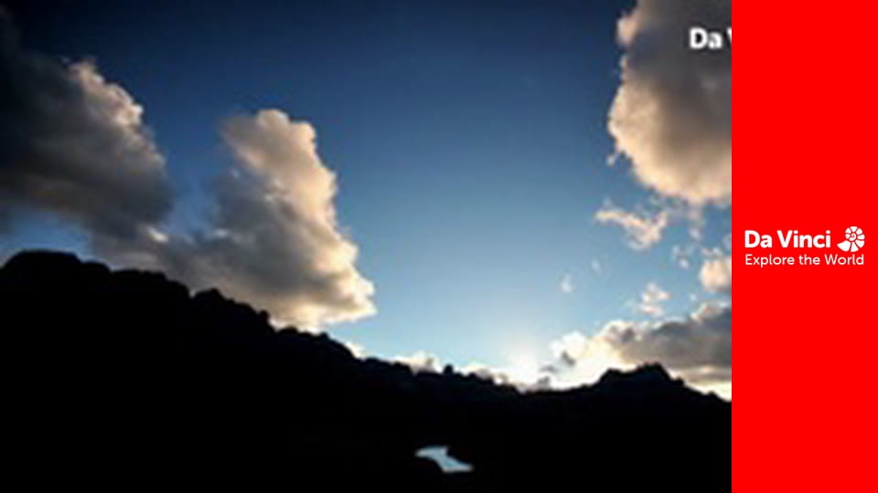 Animal Anarchists - Why Cicadas Don’t Like the Wasp