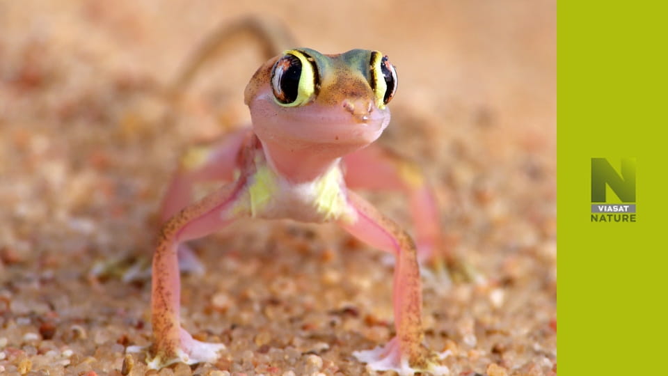 Величезна Африка S1E2 - Пустеля Наміб