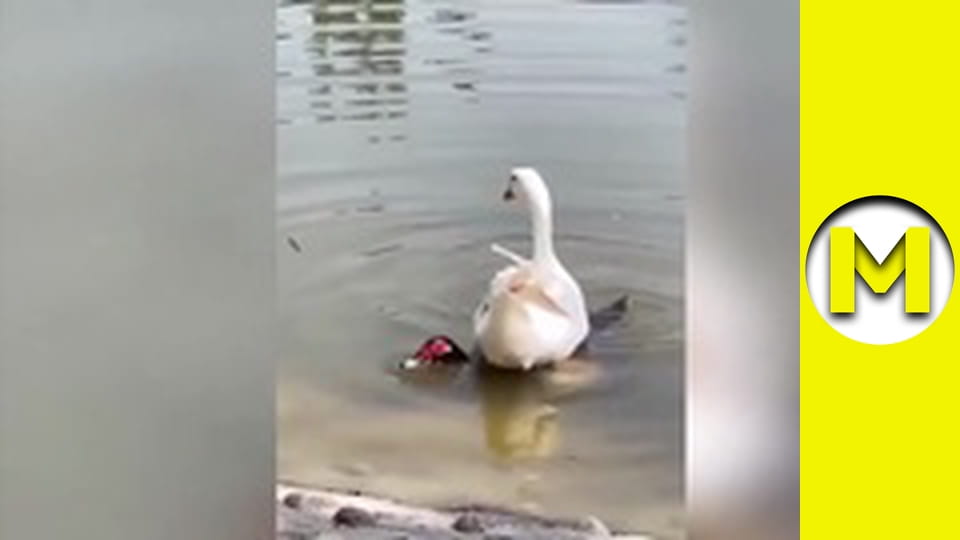 Max TV - сезон 1 - серія 69