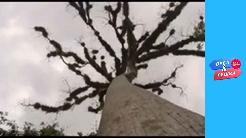 Golden Card, Issue 114