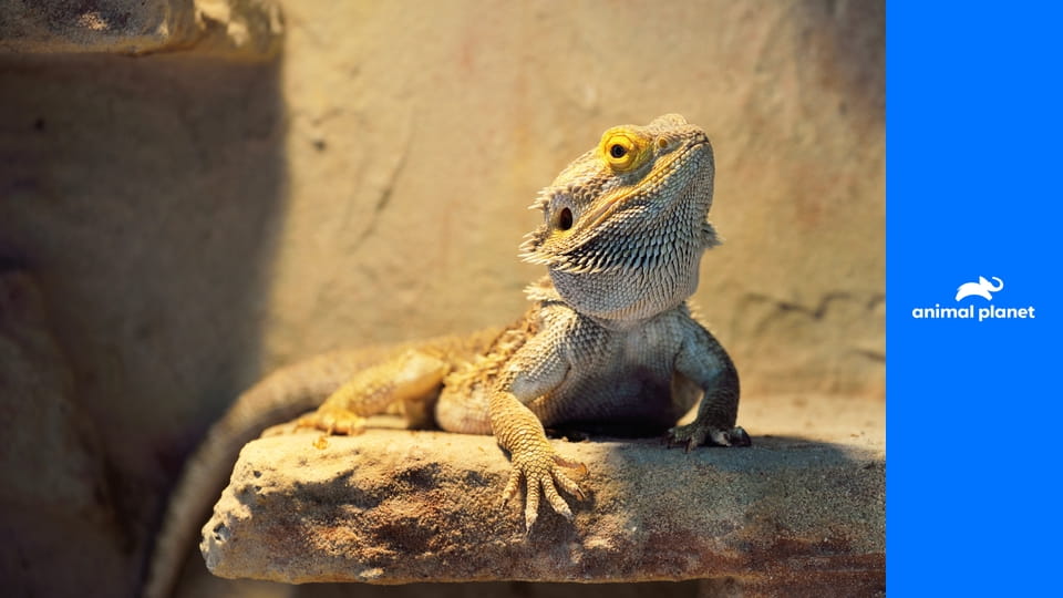 Дома для животных S2E10 - Переделка приюта на ранчо