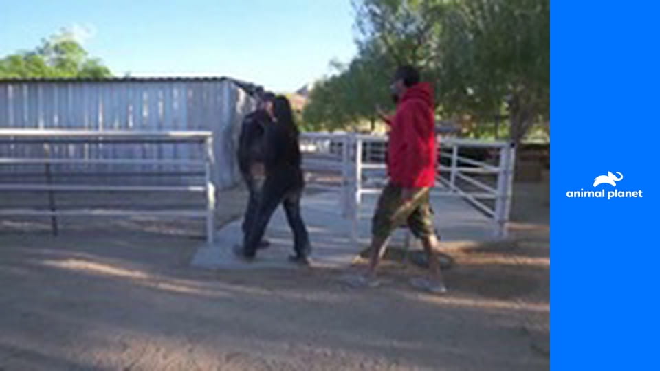 Дома для животных S2E10 - Переделка приюта на ранчо
