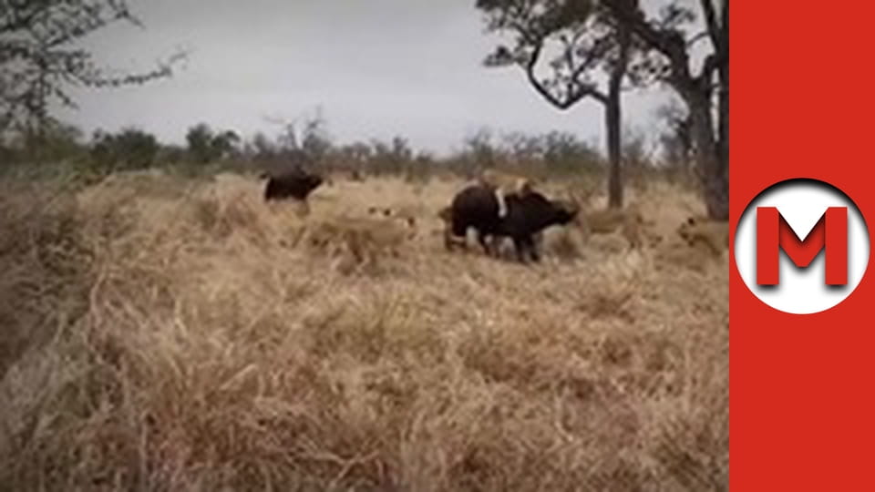 Макс Шоу - сезон 2 - серія 78