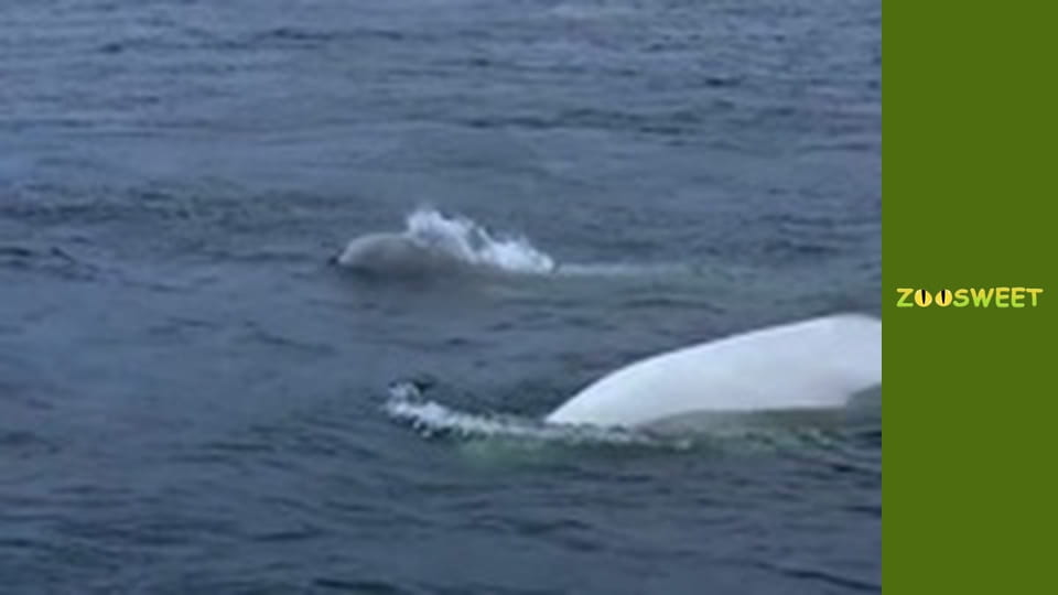 Survival, Season 1, Episode 19